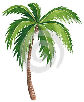 Hand drawn watercolor illustration of a palm tree, tropical and home plant