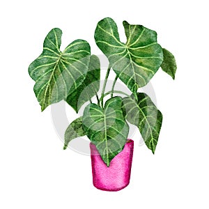 Hand drawn watercolor illustration of philodendron gloriosim houseplant, green leaves pink pot plant flower, tropical