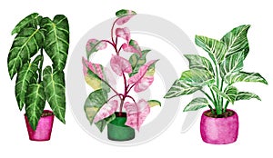 Hand drawn watercolor illustration of philodendron houseplant pint princess birkin melanochrysum. Indoor flower house