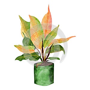 Hand drawn watercolor illustration of philodendron prince of orange houseplant, green leaves pastel pot plant flower