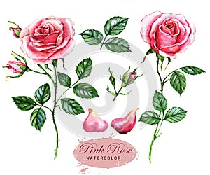 Hand-drawn watercolor illustration of the pink roses. Botanical drawing isolated on the white background