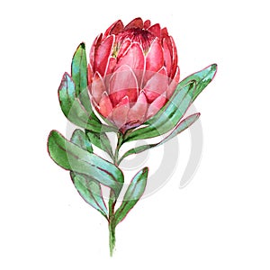 Hand-drawn watercolor illustration of red protea flower.