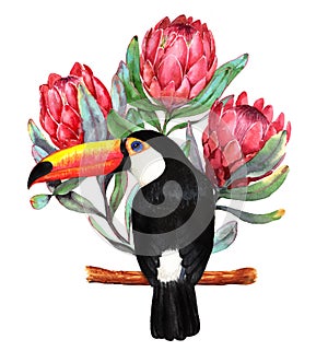 Hand-drawn watercolor illustration of red protea flowers and big black toucan bird