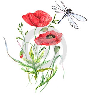 Hand-drawn watercolor illustration of the red summer poppy flower and the dragonfly