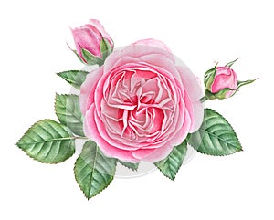 Hand drawn watercolor illustration of rose with buds and leaves