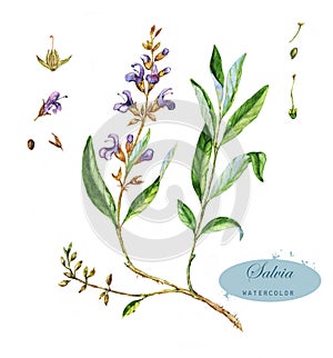 Hand-drawn watercolor illustration of the salvia