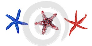 Watercolor illustration set of colorful bright blue and red tropical starfish isolated on white background