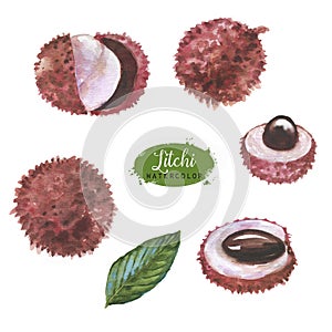 Hand drawn watercolor illustration set of isolated litchi fruits on the white background