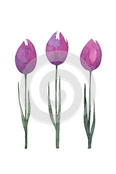 hand drawn watercolor illustration of spring, lilac tulips on stem with leaves