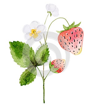 Hand-Drawn Watercolor Illustration Of Strawberry Branch With Flowers And Berries