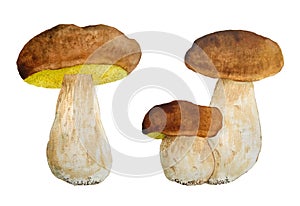 Hand drawn watercolor illustration of tasty porcini cep edible boletus mushroom. Forest wood woodland esign. Wild raw