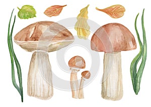 Hand drawn watercolor illustrations of mushrooms. Autumn leaves