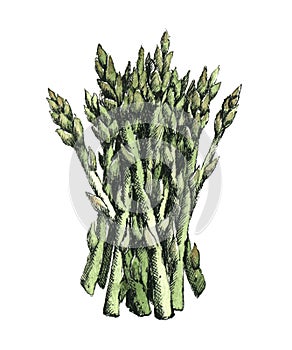 Hand-drawn watercolor image of asparagus