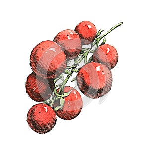 Hand-drawn watercolor image of a branch of tomatoes.