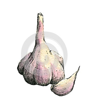 Hand-drawn watercolor image of garlic.