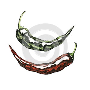 Hand-drawn watercolor image of hot pepper.