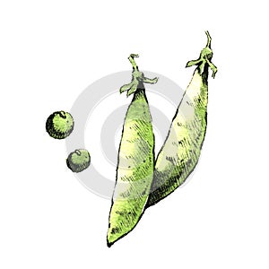 Hand-drawn watercolor image of pea pods.