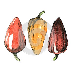 Hand-drawn watercolor image of three peppers.