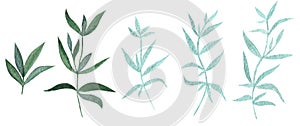 Hand drawn watercolor light and dark green colored wild plants and leaves isolated on white background.