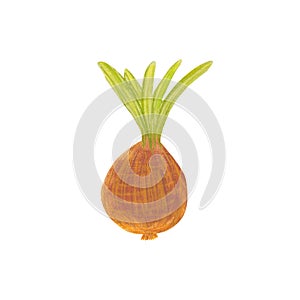 Hand drawn watercolor onion isolated on white background. Fresh tasty vegetable with green leaf, leek, vegetarian food