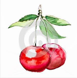 Hand drawn watercolor painting cherry on white background