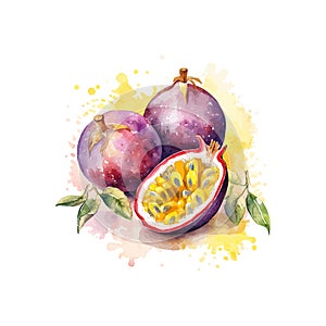 Hand drawn watercolor painting passion fruit. Vector illustration design