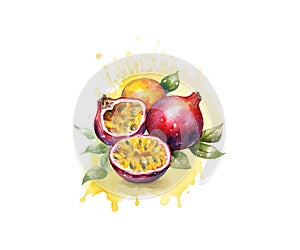 Hand drawn watercolor painting passion fruit. Vector illustration design.