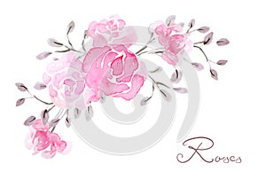 Hand drawn watercolor painting  with pink roses flowers bouquet isolated on white background. Floral ornament. Design element