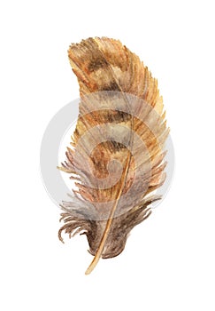 Hand drawn watercolor paintings vibrant feather. Boho style wings. illustration isolated on white.