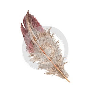 Hand drawn watercolor paintings vibrant feather. Boho style wings. illustration isolated on white.