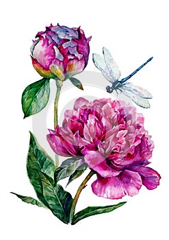 Hand drawn watercolor peonies