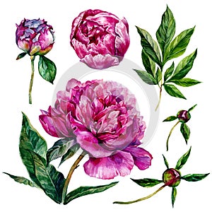 Hand drawn watercolor peonies