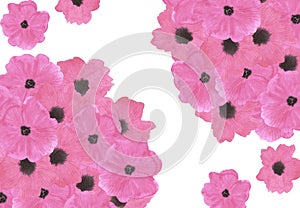 Hand drawn watercolor pink poppy flowers bouquet composition isolated on white background. Can be used for business card, banner