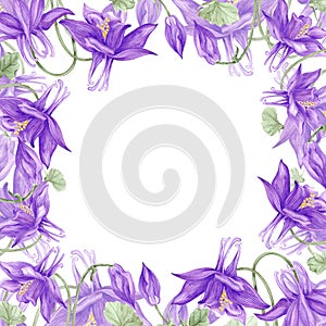 Hand drawn watercolor purple aquilegia flowers frame border isolated on white background. Can be used for cards, label, scrapbook