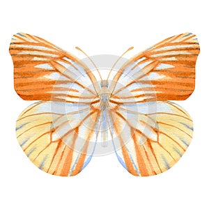 Hand drawn watercolor of realistic orange butterfly Pareronia tritaea.