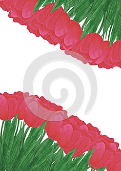 Hand drawn watercolor red tulips flowers bouquet. Isolated on white background. Scrapbook, post card, banner, lable, poster