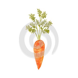 Hand drawn watercolor ripe carrot isolated on white background. Fresh orange vegetable with green leaf, vegetarian food