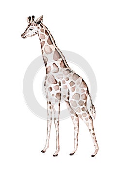 Hand drawn watercolor safari tropical giraffe decoration. Exotic savannah African illustrations, zoo jungle tree, brazil