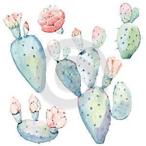 Hand drawn watercolor saguaro cactuses