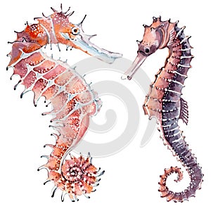 Hand drawn watercolor seahorse.