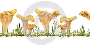 Hand drawn watercolor seamless horizontal border illustration of chanterelle cibarius edible wild fungi mushrooms