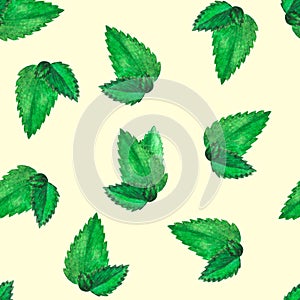 Hand drawn watercolor seamless pattern with lot of green peppermint leaves as background. Herbal