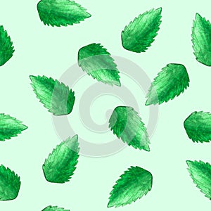 Hand drawn watercolor seamless pattern with lot of green single peppermint leaves as background.