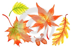 Hand drawn watercolor set of colorful autumn leaves isolated on white