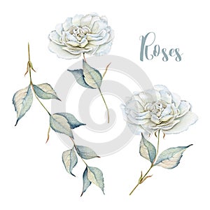 Hand drawn watercolor set with delicate white roses and branch