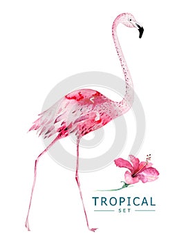 Hand drawn watercolor tropical birds set of flamingo. Exotic bird illustrations, jungle tree, brazil trendy art. Perfect