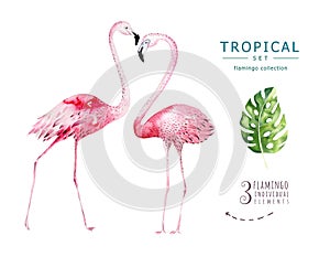 Hand drawn watercolor tropical birds set of flamingo. Exotic bird illustrations, jungle tree, brazil trendy art. Perfect