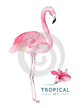 Hand drawn watercolor tropical birds set of flamingo. Exotic bird illustrations, jungle tree, brazil trendy art. Perfect