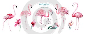 Hand drawn watercolor tropical birds set of flamingo. Exotic rose bird illustrations, jungle tree, brazil trendy art