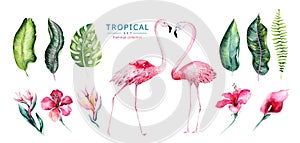 Hand drawn watercolor tropical birds set of flamingo. Exotic rose bird illustrations, jungle tree, brazil trendy art